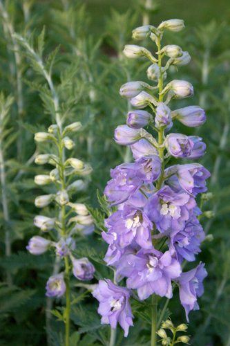 Delphinium Magic Fountains Lavender White Bee (1110)